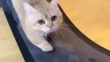 猫咪室内做运动，看这听话的模样，真是太可爱了！