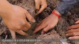 农村小伙河边发现枯草，掀开河边枯草后，收获了许多大家伙