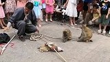 猴子挺会玩