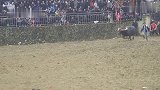 乡村斗牛：百米大碰全场惊了，但是被神抠抠跑就没什么面子了！