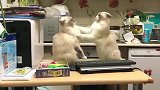布偶猫：长得好看的猫，连打架都带着一股优雅范儿