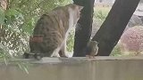 猫咪和小鸟也能和谐相处，大自然的神奇之处