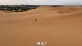 当阿拉斯加雪橇犬遇上骆驼！狗主人：你等着