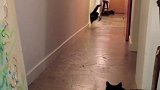 你们去吓人，我去吓猫