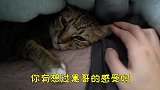 广东降温了，猫咪躲在被窝里抱紧主人，真的是又嗲又萌！