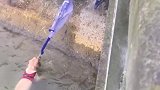 狗子：终于能上岸了，差点淹死了！