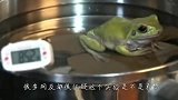 外国小伙实验温水煮青蛙，结果很打脸，网友-又被骗了！