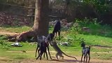 懒猴上山叫“代驾”，车速太快直接翻车，接下来更过分！