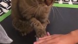 猫：小鱼干都没有，还想让我陪你玩游戏！