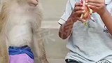 如此文静的猴子是我见过最有素质的猴子，像个害羞的小姑娘！