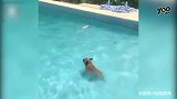 小狗不让主人抱，却自己下去游泳，真是太好玩了！