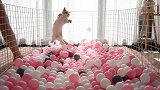 猫咪饿着肚子，还被扔进1500个海洋球里，到底想干嘛？