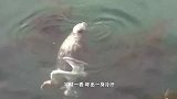 路人看见有只鸭子在水里挣扎，走近一看，把他乐坏了