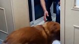 金毛干扰男主人做饭，还和男主人打了起来，太皮了！