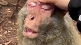 猴哥尽显王者气息，应该是从石头缝里蹦出来的
