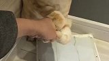 猫：铲屎的放开我，你弄痛我了！