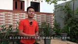 夏季养君子兰，认清3个“不”，嫩叶一对对长