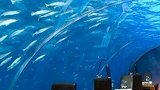 Ithaa海底餐厅：270度观赏海底风光
