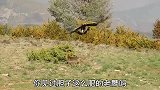 金雕妄图捕杀狐狸，狐狸突然变脸，“怒气值”直线飙升