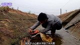 狗狗被大水冲到水沟里，因为自救挣扎导致虚脱，躺在水里奄奄一息