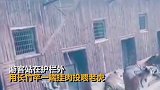 云南野生动物园连夜发通告回应钓老虎项目：立即整改