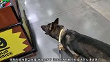 大狼狗到超市里挑选玩具，太多了，狗狗都不知道怎么挑选了