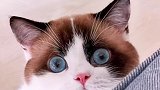 吃点东西就死盯着我瞅 我又没偷吃你的好吃的猫  星探家