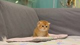 金渐层英短小奶猫怎么回事