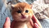 一脸天真无邪的小奶猫，大眼睛又圆又黑，听叫声融化人心了