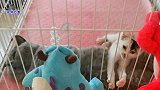 小流浪猫胆子越来越大，跟凶猛胖公猫在一起，直接把它肚子当枕头