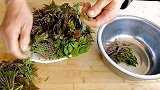农村老爹做这道“香椿疙瘩”，香酥美味，简单方便，好吃又营养！