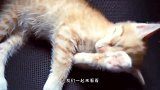 小女孩打不开房间门，无奈只能低头求助猫咪，猫咪：看我的表演