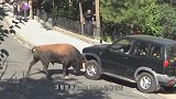 公牛跟主人对着干！铁了心要跳河，主人拉都拉不住！