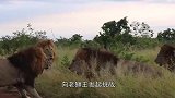 为争夺王位，两头雄狮开战，场面甚是激烈！