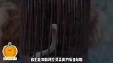 《青城山下白素贞》MV曝光，鞠婧祎空灵嗓音超好听