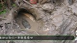 洪水退后，男子直接钻进河道旁的泥洞，这下赚大了