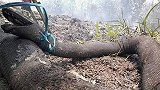 触目惊心！印尼多地山火肆虐 “蟒蛇王”被烧至焦黑全身僵硬