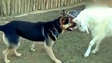 牧羊犬不是看家护院保护羊群吗，看到我家的这只，是假的吧