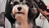 狗狗睫毛太长，主人帮它打造最美翘睫毛，简直太可爱了
