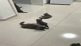 不想养这么多猫咪了，有没有想领养的网友