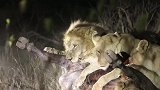 狮王在捕牛中负责锁喉，保证狮群能够顺利拿下野牛