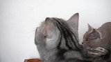 用阳光逗猫，比激光笔还好使，看把猫咪激动的，妥妥的追光少年！