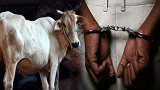 印度一男子涉嫌强奸母牛被逮捕 类似案件今年已发生多起