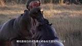 一只饥饿的鬣狗单挑河马，河马却一动不动，这是什么原因