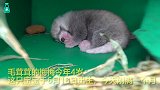 小熊猫妈妈照顾宝宝，又暖又萌的样子太可爱啦
