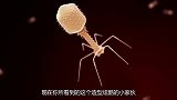 不可思议的噬菌体，造型酷似科幻机器人，被称为细菌克星