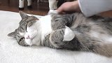铲屎官给喵星人梳毛，猫咪：别以为梳梳毛，就想碰朕的爪子！