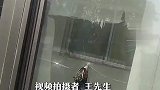 男子家里玻璃窗上撞死一只野鸡它没受伤，嘴给玻璃击穿了一个洞