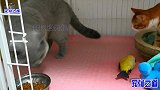 被领养的橘猫回来过年，伸手就要揍胖公猫，胖公猫的反应逗笑主人