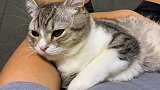 主人做了一个舞厅和猫咪蹦迪，猫：好嗨哦！感觉喵生到达了巅峰